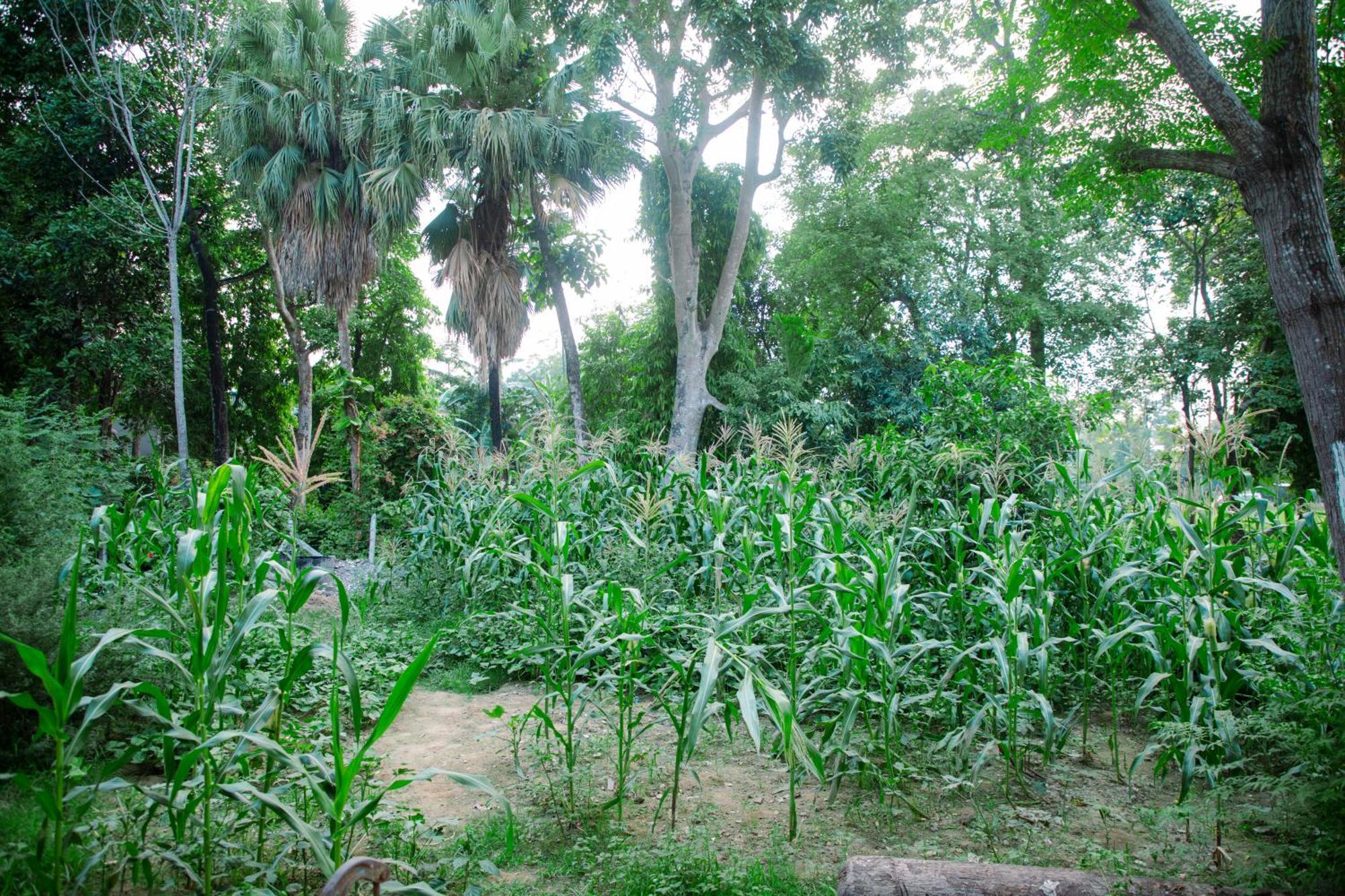 Hotel Shiva'S Dream Sauraha Eksteriør billede